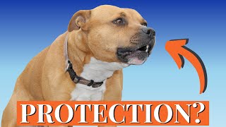 Why Staffies Are the WORST Guards in the World [upl. by Wendalyn]