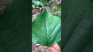 அழகு தேவதையா வலம் வரணுமா🥰😍💃கிஞ்சுகம் மரம்naturehealthylivingshorts [upl. by Seugirdor28]