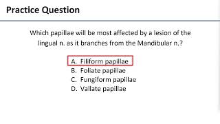 6 Papillae of Tongue [upl. by Fidelia]