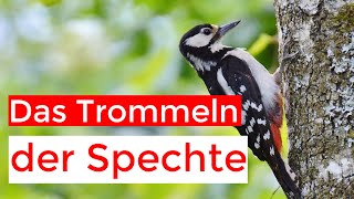 Spechte an Trommeln Gesängen und Rufen erkennen [upl. by Jasper]