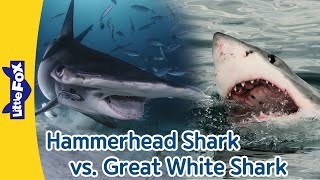 Hammerhead Shark vs Great White Shark Differences between Hammerhead Sharks and Great White Sharks [upl. by Nelad]