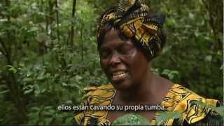 Filme en tributo a Wangari Maathai [upl. by Bristow]