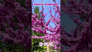 Cercis Chinensis 紫荆花 [upl. by Auqinom]