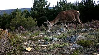 Cierva Cervus elaphus se alimenta de los escasos brotes que aún quedaban en el monte 747678 [upl. by Pantia]