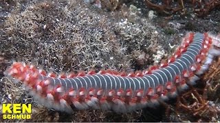 BartFeuerborstenwurm  La Gomera 2016  Valle Gran Rey  Hermodice carunculata [upl. by Mariette]