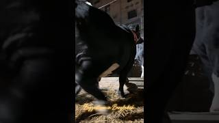 11 Ton Massive Black Holstein Friesian Bull Loading Moment from Sadeeq Agro 2024  Big Cow 2024 [upl. by Hauck]