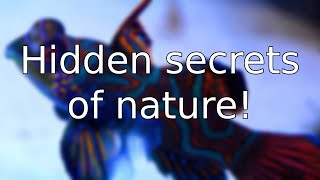 Why are some plants and animals so bright Hidden secrets of nature [upl. by Salene]