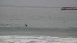 Ballena en Playa Cavancha Iquique  Viernes 20 Junio 2014 [upl. by Wenda]