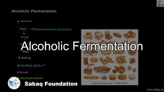 Alcoholic Fermentation by Yeast Biology Lecture  Sabaqpk [upl. by Lazare904]