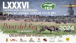 Primera Jornada Los Mejores momentos Cuartos de Final LXXXVI CTO DE ESPAÑA DE GALGOS EN CAMPO [upl. by Scevour687]