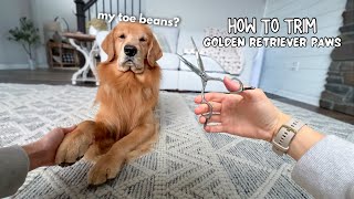 How I Groom My Dogs Paws ASMR [upl. by Bethezel893]