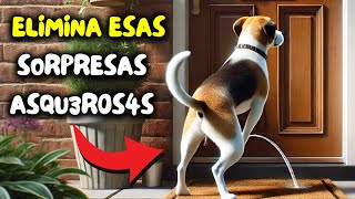 Cómo EVITAR que los perros ORINEN EN TU PUERTA  Repelente de orina para perros de exterior [upl. by Gokey]