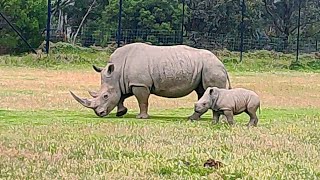 4 Nov 2024 Werribee Zoo Vic Australia [upl. by Derian752]