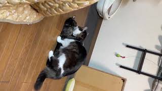 Cats Mating in Different Style catlover cats video [upl. by Lebam218]