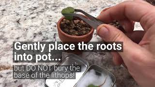 Plant Parenting Transplanting Lithops Living Stones [upl. by Gnuh283]