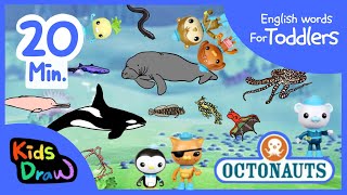 Octonauts Sea Creatures  20 minutes Compilation  English Words for Toddlers  Kids Draw [upl. by Dekeles]