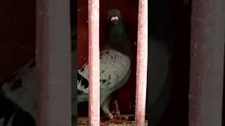 After one year nakabalik pa😁 bird pigeon racingpigeonloft homingpigeons fypyoutube [upl. by Trilly437]