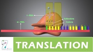 TRANSLATION  PART 01 [upl. by Aterg]