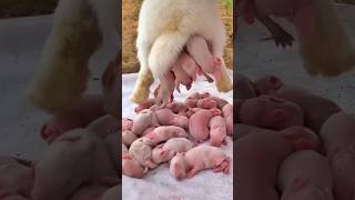 Rabbit Growth  Baby Animals 1 To 16 Days [upl. by Anilatak]