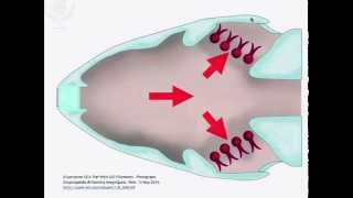 Ventilation and Gas Exchange [upl. by Hunley]