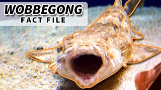 Wobbegong facts the CARPET SHARK 🦈 Animal Fact Files [upl. by Niamor]