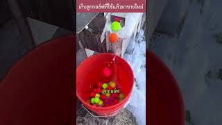 เก็บลูกกอล์ฟมาใช้ใหม่ golf recycle interesting [upl. by Navek]