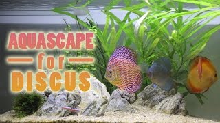 Simple Aquascape setup for Discus amp Angelfish Indonesia [upl. by Sheng]