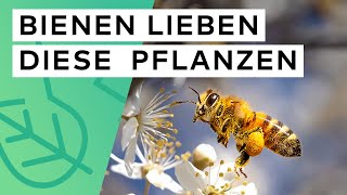 15 Bodendecker für Bienen 🐝 🌼 Teil 2 [upl. by Sudbury]