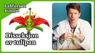 Labforsøk biologi 1  Disseksjon av tulipan [upl. by Rog739]