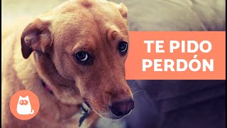 ¿Cómo PIDEN PERDÓN los PERROS a los HUMANOS 🐶🙏🏻  Disculpas Perrunas [upl. by Alliuqahs]