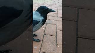 Знакомая ворона хочет клюнуть камеру  Friendly crow wants to peck at my camera [upl. by Eiliak]