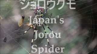 Nephila Clavata  Japans Jorou Spider ジョロウグモ  part 1 [upl. by Tatum]