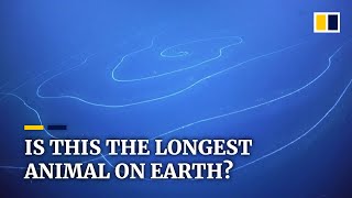 Scientists discover what may be the longest animal on Earth in waters off Western Australia [upl. by Eima605]