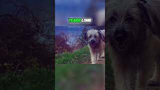 Meet the Pyrenean Shepherd  A Dog With Ancient History [upl. by Whit827]