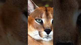 The Caracal Unveiling the Stealthy Predators Astonishing Hunting Abilities [upl. by Ahsykal]