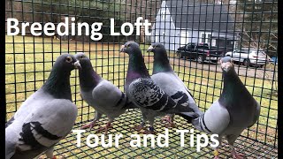 Breeding Loft Tour with Tips [upl. by Schreiber105]