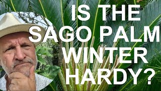 Are Sago Palms Cold Winter Hardy  Cycas revoluta [upl. by Nitaf]