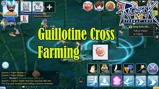 Guillotine Cross Piglet Badge Farming Ragnarok Mobile [upl. by Ardnaek830]