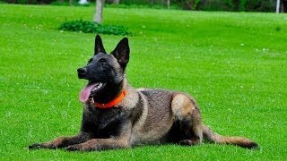 Basic Obedience Training Belgian Malinois for sale 7862069330 [upl. by Nyrac]