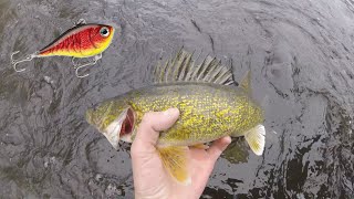 Walleye Fishing from Shore Crankbaits in Spring [upl. by Yllas33]