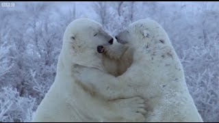 Polar Bear Fight  Natures Great Events  BBC Earth [upl. by Ellenwad870]