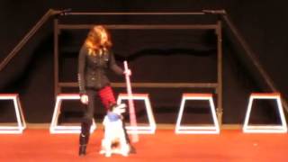 Mutts Gone Nuts Acrobatic Dog Show 3 video 32015 [upl. by Eissat]