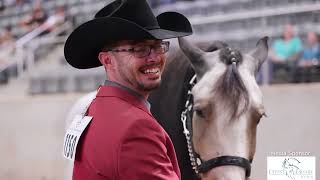 2024 Gypsy Vanner National Championships  Interviews  video by Stunning Steeds [upl. by Ellecram]