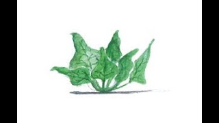 How to Save Spinach Seeds [upl. by Maddeu897]