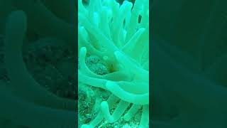 Anemone shrimp viralvideo explore shorts [upl. by Enirhtac385]