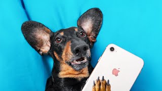 NO Gadget Day Cute amp funny dachshund dog video [upl. by Chane]