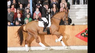 Van Primero 2015 by Van Vivaldi  Stedinger Sosath Stallion Show 2019 [upl. by Fiona]