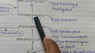 Difference between Spermatophyta and Tracheophyta spermatophyta floweringplants [upl. by Ardnaed808]