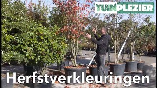 Arjans Top 5 bomen met een mooie herfstverkleuring  TUINPLEZIER [upl. by Obbard]