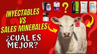 MINERALES PARA GANADO 🐂💉Inyectables vs Minerales en la DIETA  ⭐✅¿Cuál es la MEJOR opción✅⭐ [upl. by Ahsinotna]